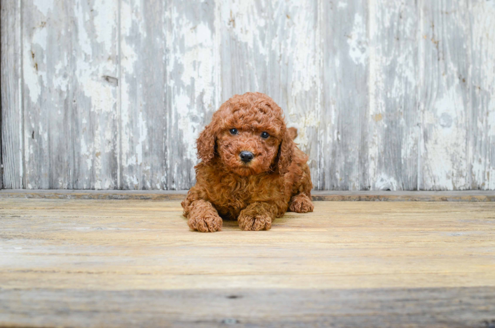 Playful Golden Retriever Poodle Mix Puppy