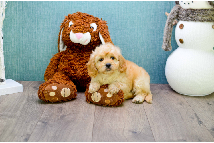 Cavapoo Puppy for Adoption