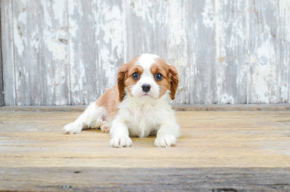 Little Cavalier King Charles Spaniel Purebred Pup