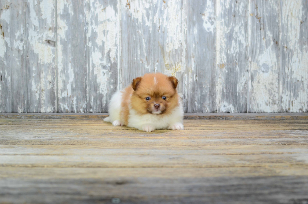 Popular Pomeranian Baby