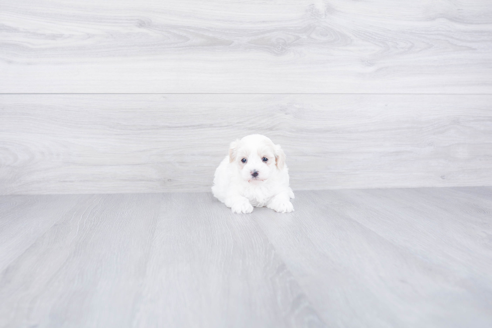 Maltipoo Puppy for Adoption