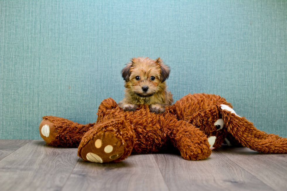 Morkie Puppy for Adoption