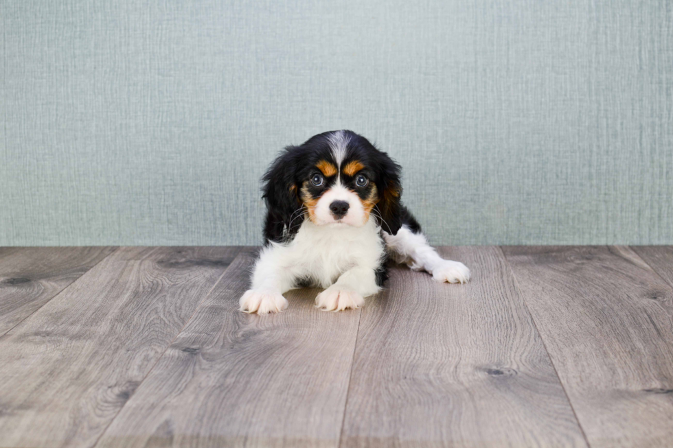 Best Cavalier King Charles Spaniel Baby