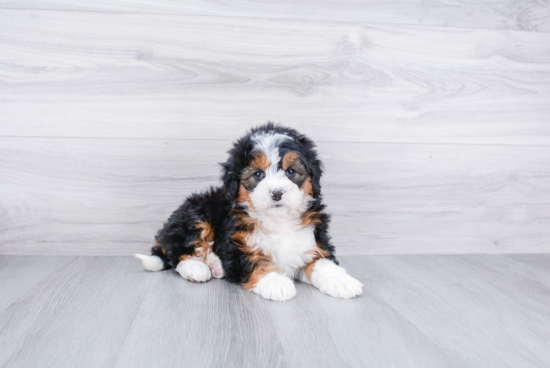 Friendly Mini Bernedoodle Baby