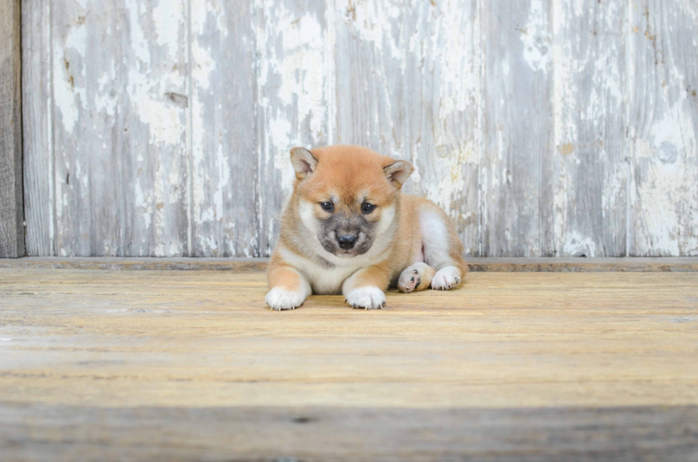 Cute Shiba Inu Mix Pup