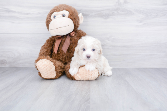 Maltipoo Puppy for Adoption