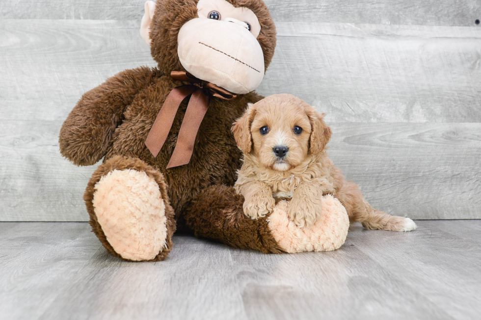 Best Cavapoo Baby