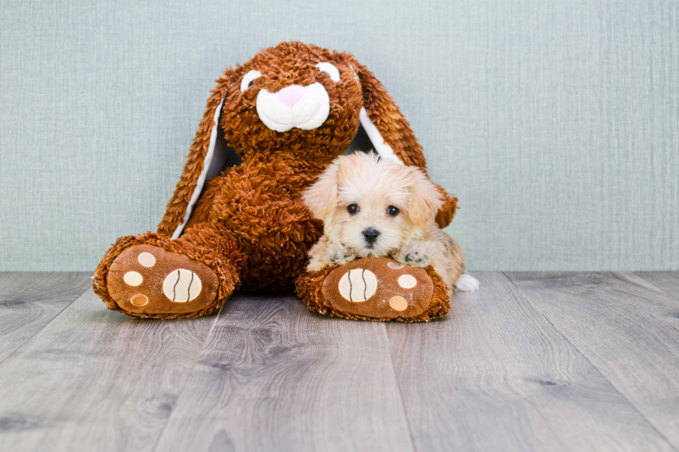 Happy Morkie Baby