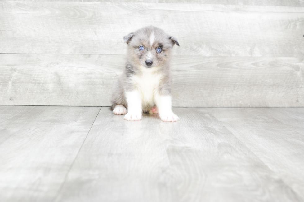 Pomsky Pup Being Cute