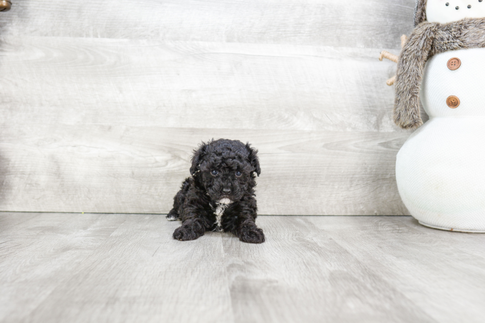 Fluffy Pudle Purebred Puppy