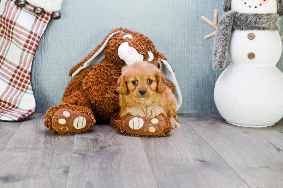 Petite Cavapoo Poodle Mix Pup