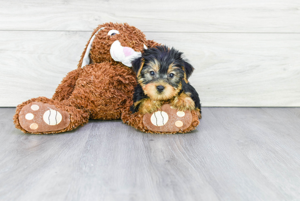 Meet Snickers - our Yorkshire Terrier Puppy Photo 