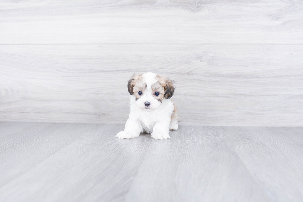 Smart Maltipoo Poodle Mix Pup