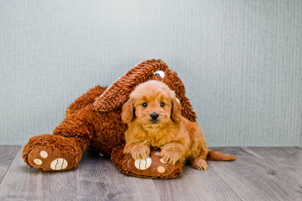 Mini Goldendoodle Pup Being Cute