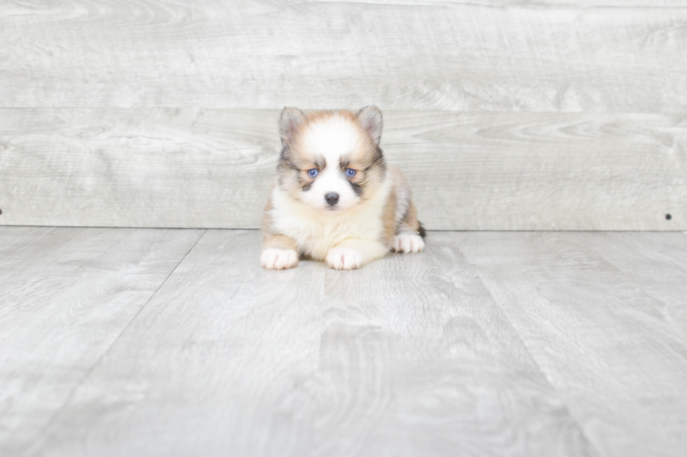 Happy Pomsky Baby