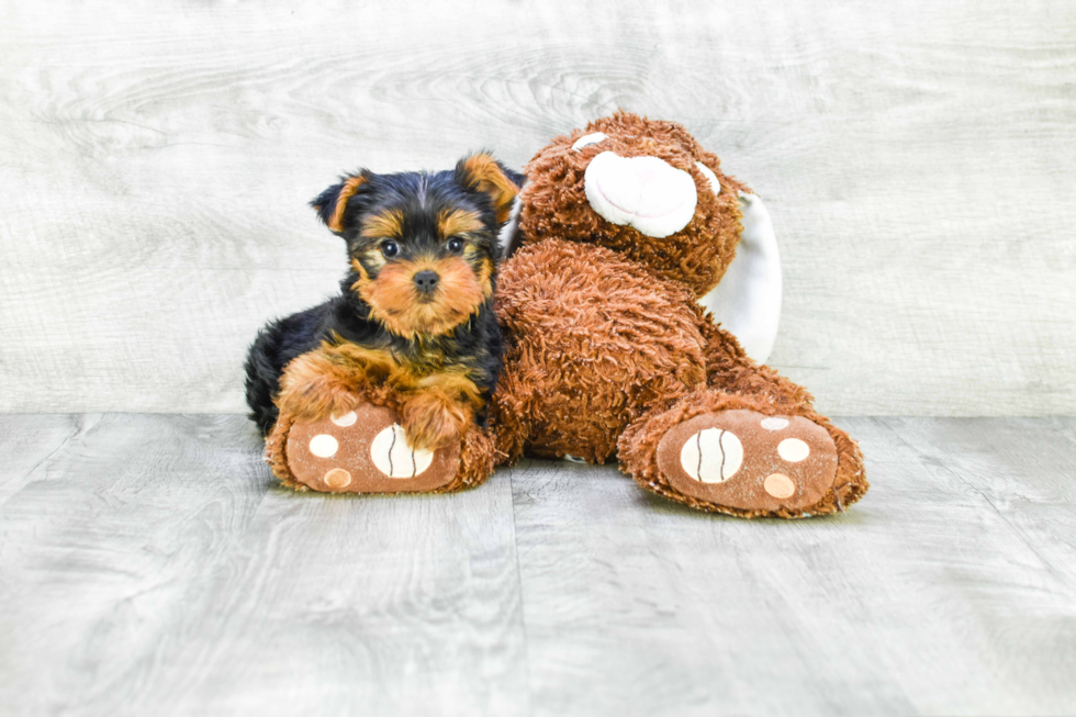 Meet Avery - our Yorkshire Terrier Puppy Photo 