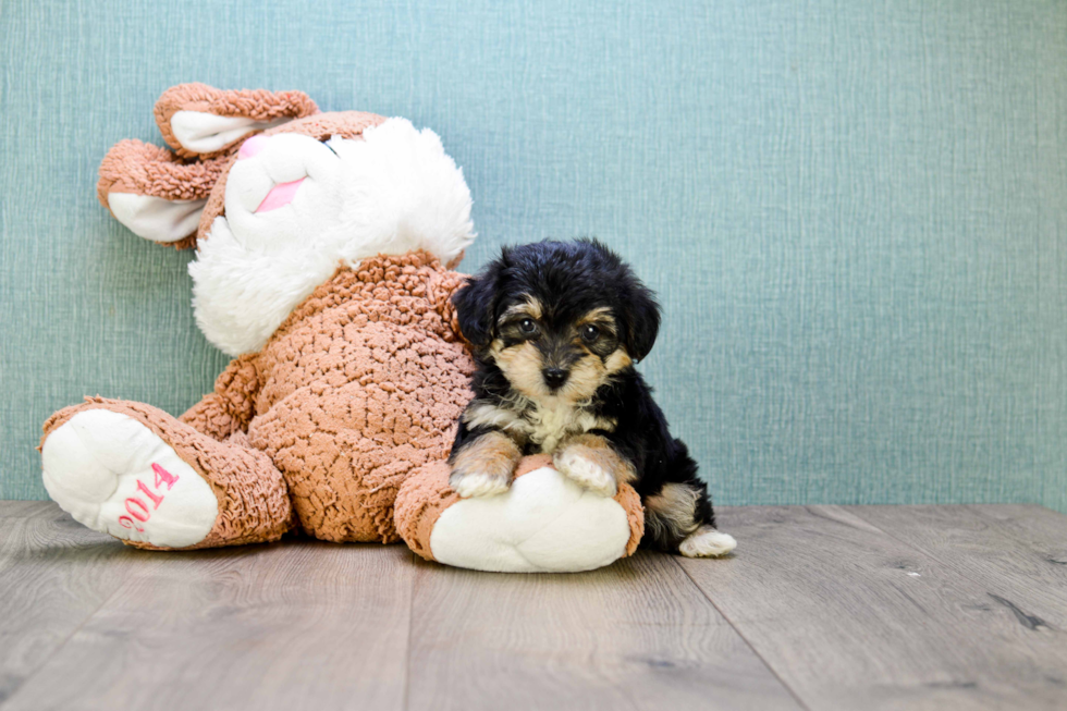 Smart Yorkie Poo Poodle Mix Pup