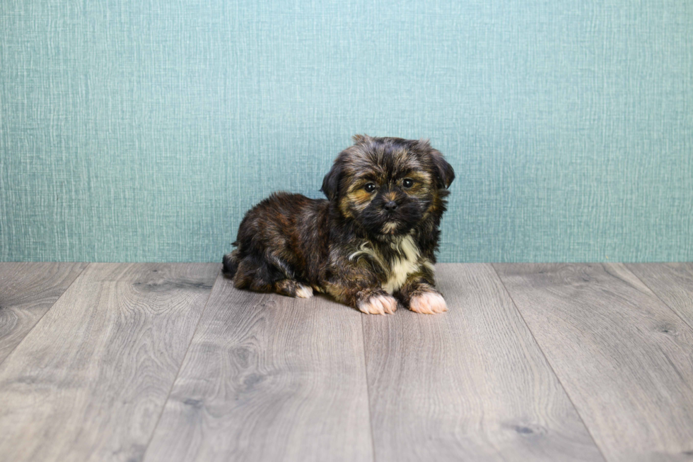 Smart Shorkie Designer Pup