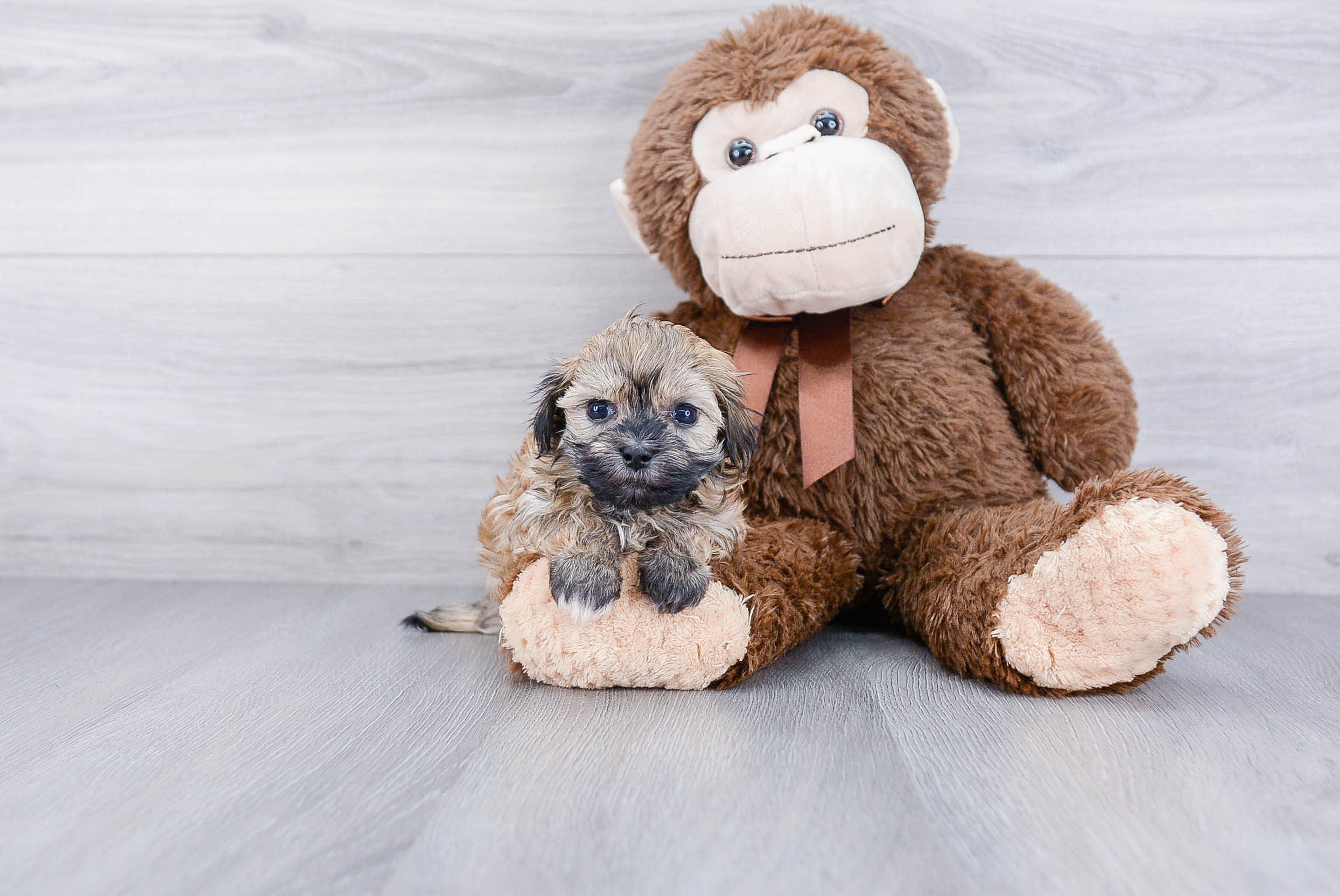 Havanese Pup Being Cute