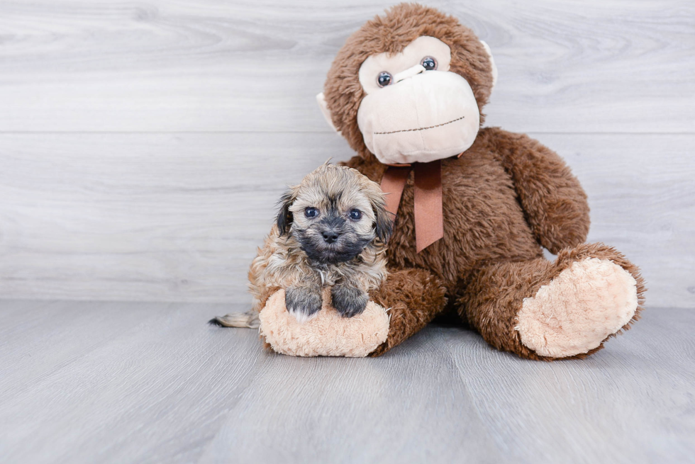 Havanese Pup Being Cute