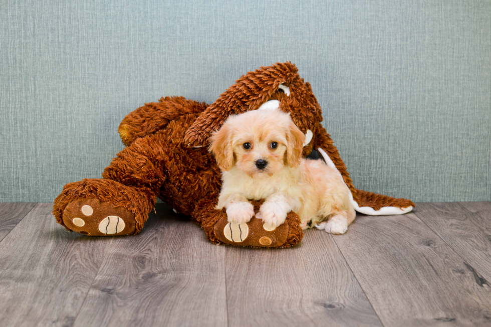 Best Cavachon Baby