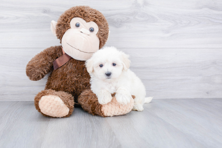 Happy Maltipoo Baby