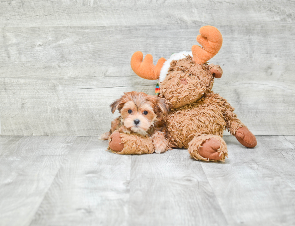 Morkie Pup Being Cute