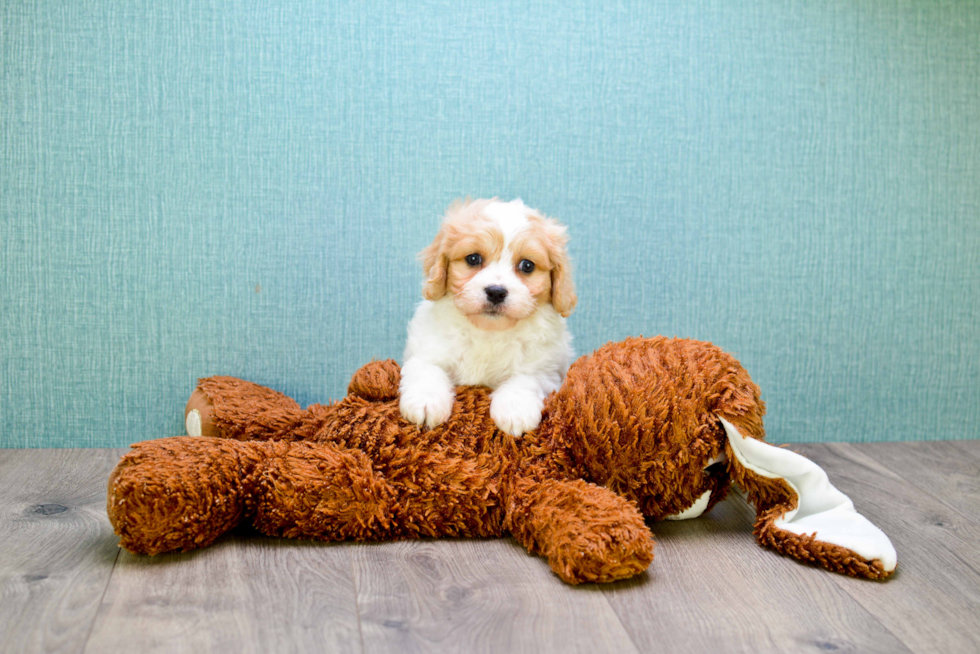 Adorable Cavalier Designer Puppy