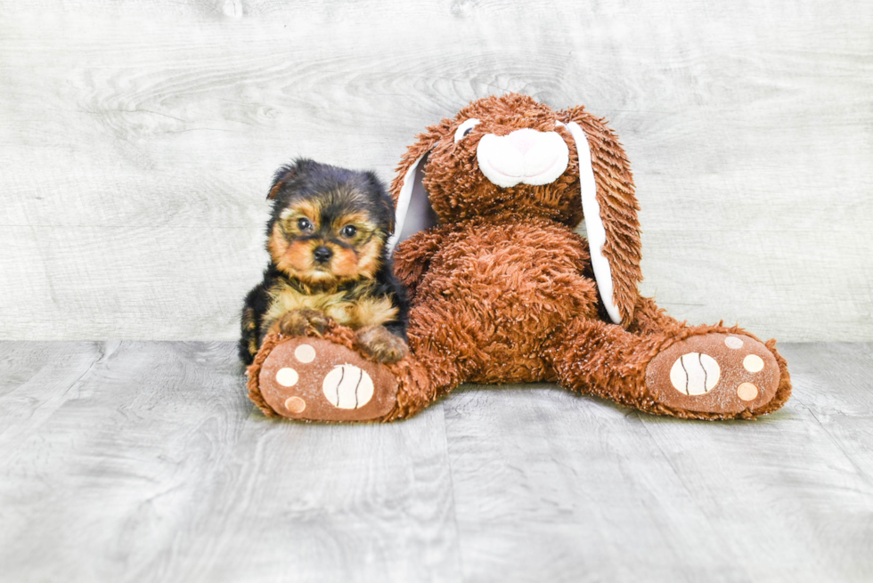 Meet Goldie - our Yorkshire Terrier Puppy Photo 