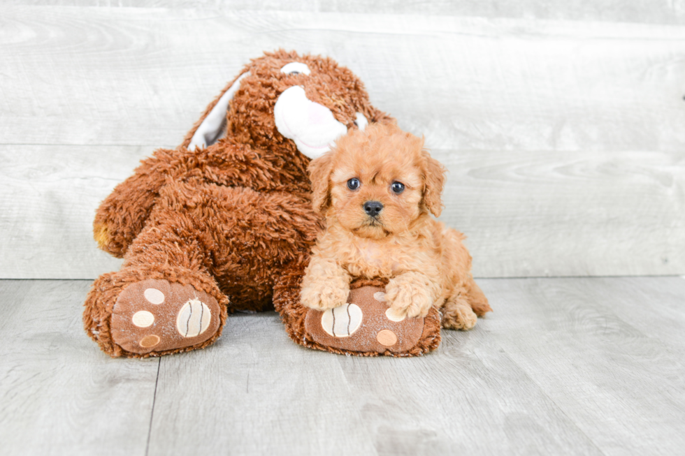 Adorable Cavoodle Poodle Mix Puppy