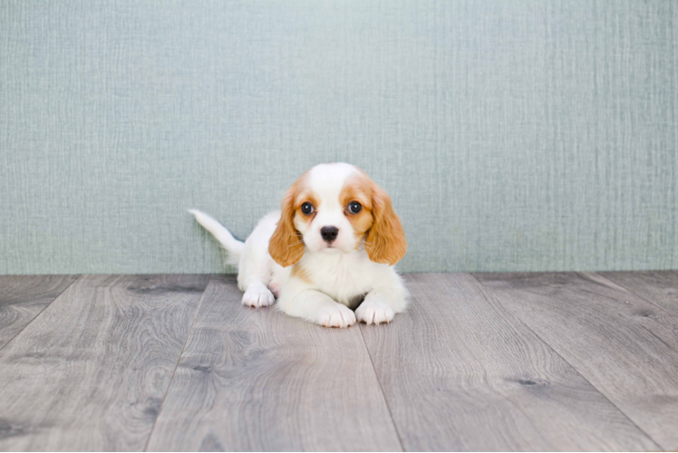 Smart Cavalier King Charles Spaniel Purebred Puppy