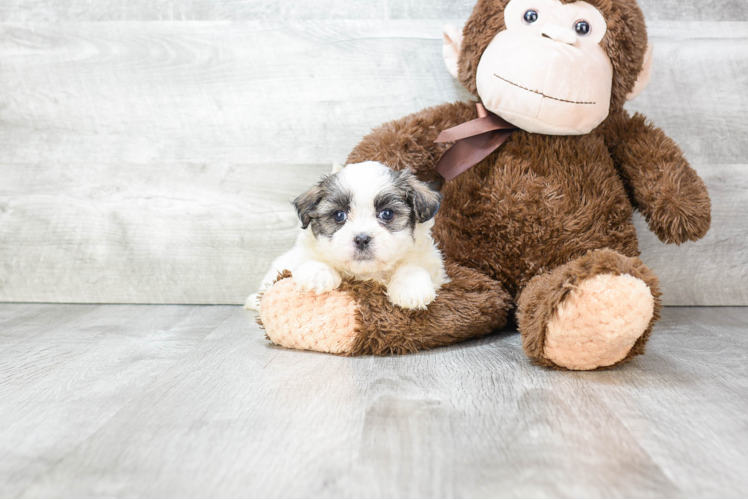 Fluffy Teddy Bear Designer Pup