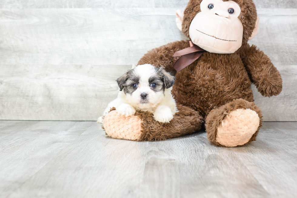 Fluffy Teddy Bear Designer Pup