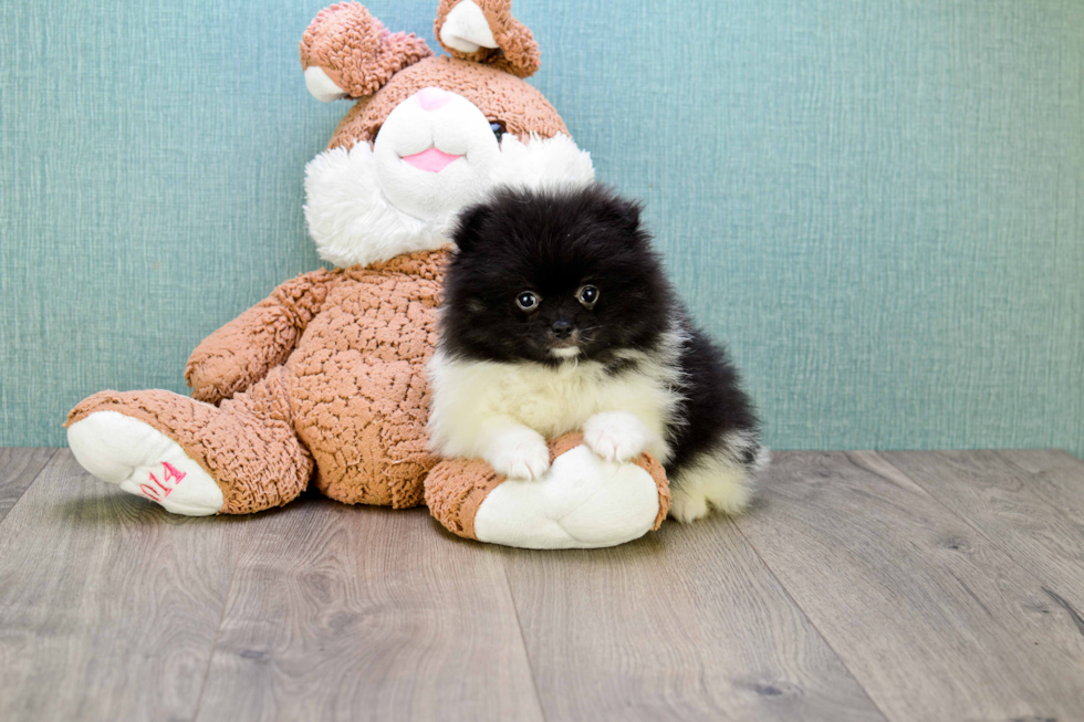 Sweet Pomeranian Purebred Puppy