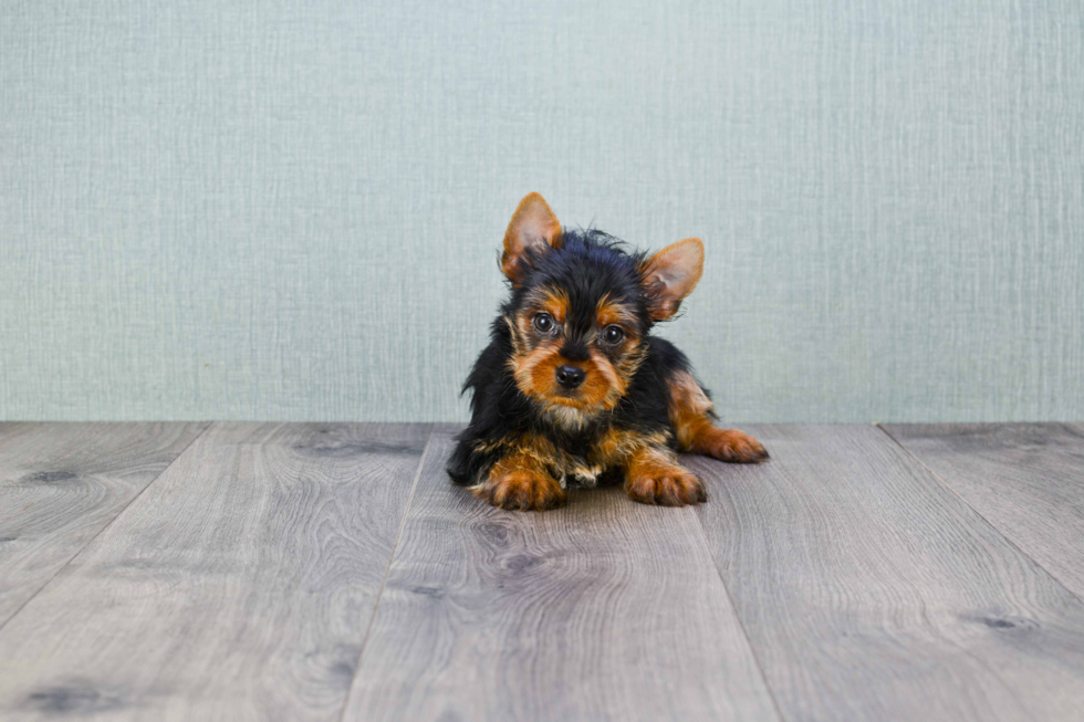 Meet Snickers - our Yorkshire Terrier Puppy Photo 