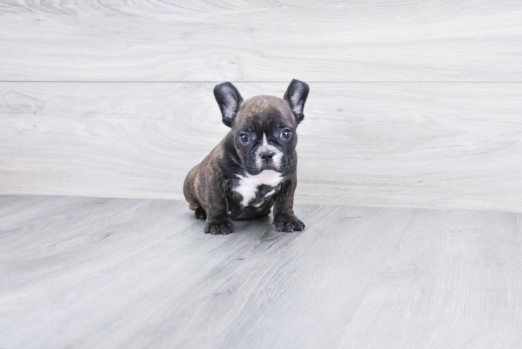 French Bulldog Pup Being Cute