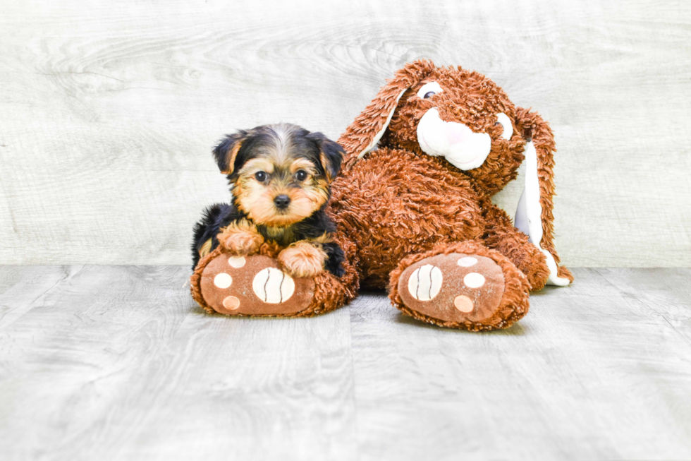 Meet Ronaldo - our Yorkshire Terrier Puppy Photo 