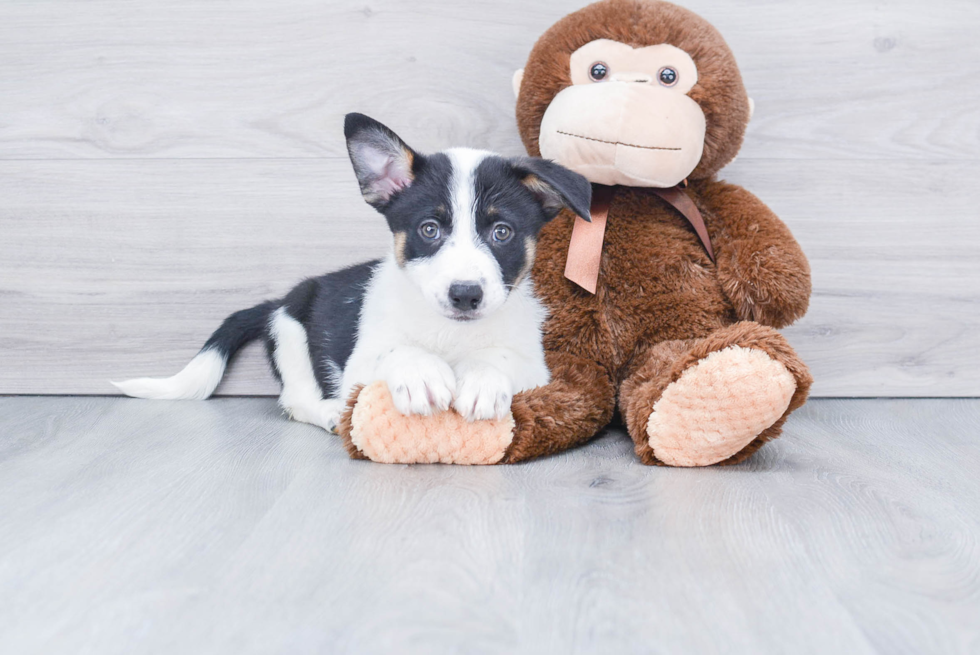 Cowboy Corgi Puppy for Adoption