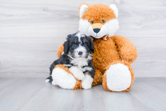 Funny Mini Bernedoodle Poodle Mix Pup