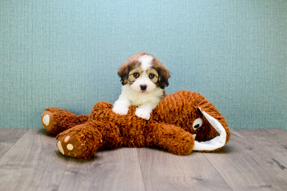 Cavachon Pup Being Cute