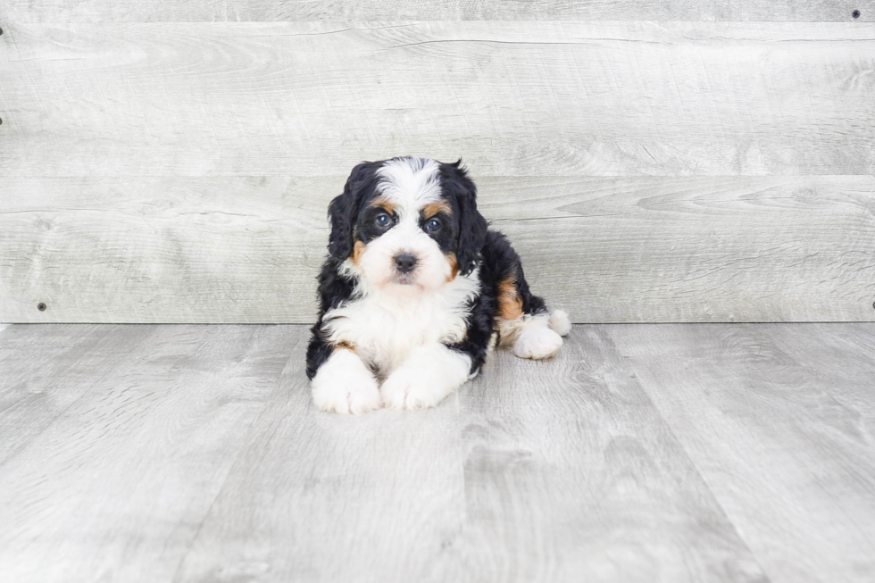 Funny Mini Bernedoodle Poodle Mix Pup