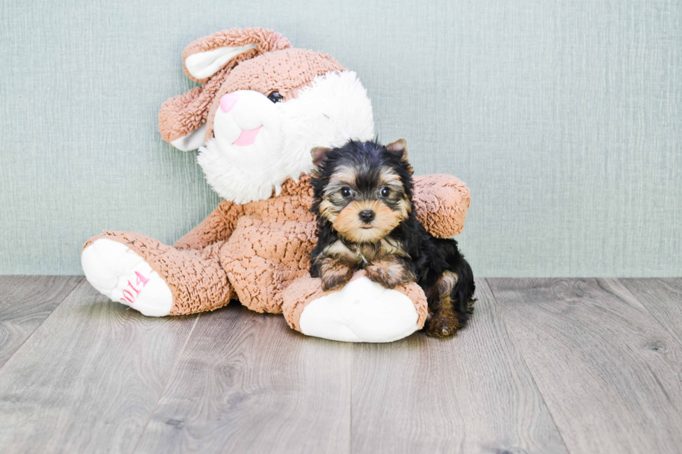 Meet Heidi - our Yorkshire Terrier Puppy Photo 