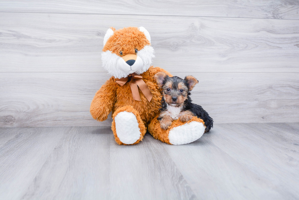 Meet Lisa - our Yorkshire Terrier Puppy Photo 