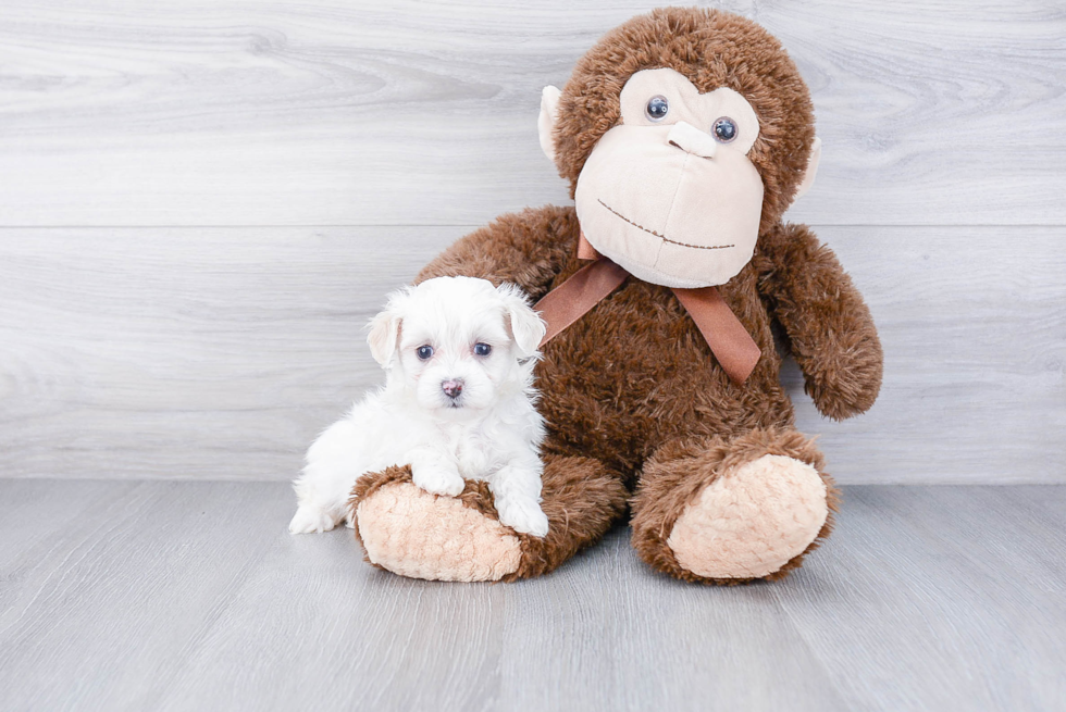 Little Maltese Poodle Poodle Mix Puppy