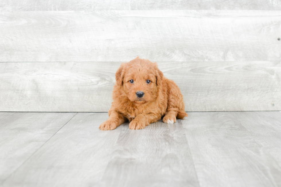 Mini Goldendoodle Puppy for Adoption