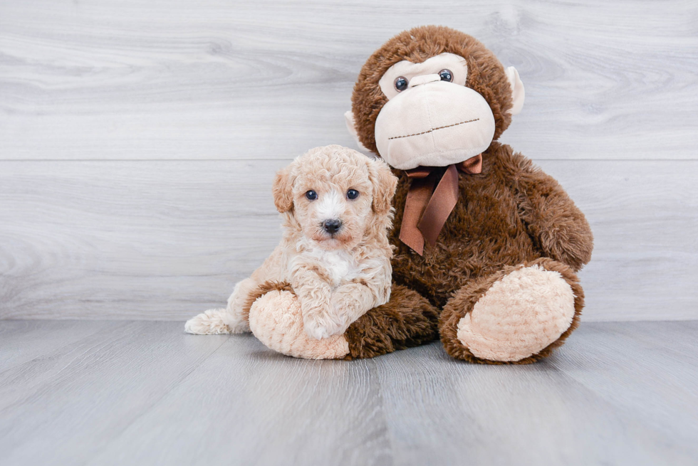 Maltipoo Puppy for Adoption