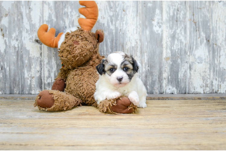 Teddy Bear Pup Being Cute