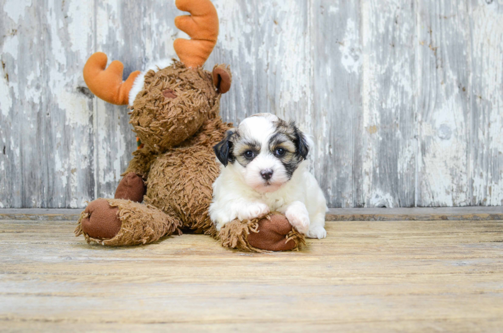Teddy Bear Pup Being Cute