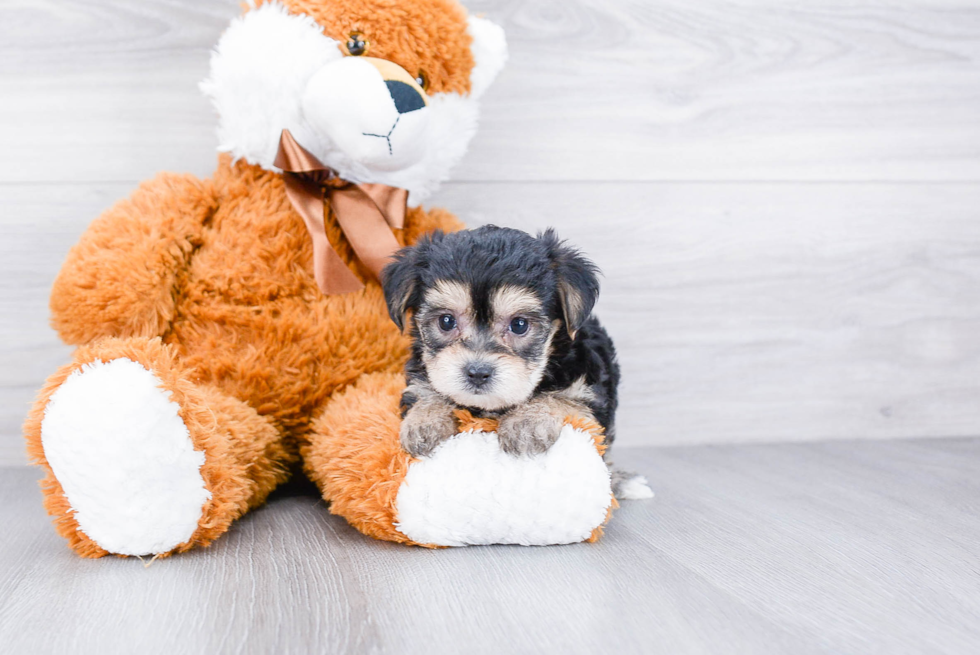 Morkie Pup Being Cute