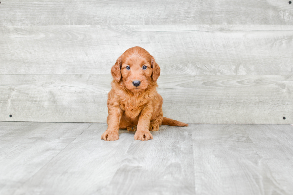 Mini Goldendoodle Pup Being Cute